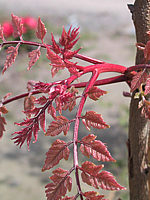 Klicken Sie auf die Vorschau, um das Vollbild zu sehen Koelreuteria%20paniculata%2001.jpg