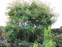 Klicken Sie auf die Vorschau, um das Vollbild zu sehen Koelreuteria%20paniculata%2002.JPG