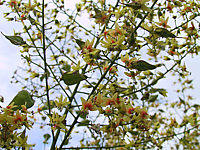 Klicken Sie auf die Vorschau, um das Vollbild zu sehen Koelreuteria%20paniculata%2003.JPG