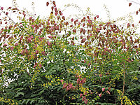 Klicken Sie auf die Vorschau, um das Vollbild zu sehen Koelreuteria%20paniculata%2006.JPG