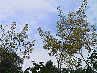 Klicken Sie auf die Vorschau, um das Vollbild zu sehen Koelreuteria%20paniculata%2007.JPG