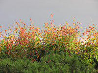 Klicken Sie auf die Vorschau, um das Vollbild zu sehen Koelreuteria%20paniculata%2008.JPG