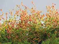 Klicken Sie auf die Vorschau, um das Vollbild zu sehen Koelreuteria%20paniculata%2008b.JPG