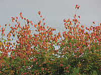 Klicken Sie auf die Vorschau, um das Vollbild zu sehen Koelreuteria%20paniculata%2009.JPG