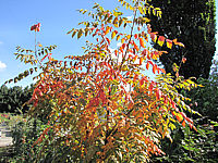 Klicken Sie auf die Vorschau, um das Vollbild zu sehen Koelreuteria%20paniculata%2010.JPG