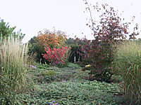 Klicken Sie auf die Vorschau, um das Vollbild zu sehen Koelreuteria%20paniculata%2011.jpg