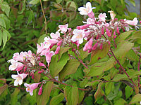 Klicken Sie auf die Vorschau, um das Vollbild zu sehen Kolkwitzia%20amabilis%2001.JPG