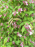 Klicken Sie auf die Vorschau, um das Vollbild zu sehen Kolkwitzia%20amabilis%2002.JPG