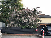 Klicken Sie auf die Vorschau, um das Vollbild zu sehen Kolkwitzia%20amabilis%2004.JPG