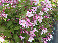 Klicken Sie auf die Vorschau, um das Vollbild zu sehen Kolkwitzia%20amabilis%20Pink%20Cloud%2001.jpg