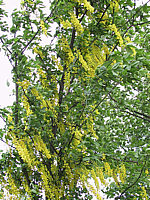 Klicken Sie auf die Vorschau, um das Vollbild zu sehen Laburnum%20Vossii%2001.jpg