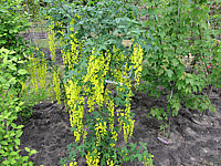 Klicken Sie auf die Vorschau, um das Vollbild zu sehen Laburnum%20Vossii%2002.JPG