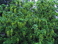 Klicken Sie auf die Vorschau, um das Vollbild zu sehen Laburnum%20Vossii%2003.JPG