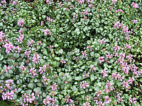 Klicken Sie auf die Vorschau, um das Vollbild zu sehen Lamium%20Silbergroschen.JPG