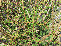 Klicken Sie auf die Vorschau, um das Vollbild zu sehen Larix%20decidua%20Globus%2001.JPG