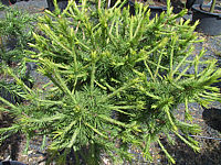 Klicken Sie auf die Vorschau, um das Vollbild zu sehen Larix%20decidua%20Globus%2002.JPG