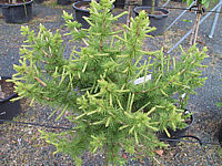 Klicken Sie auf die Vorschau, um das Vollbild zu sehen Larix%20decidua%20Globus%2003.JPG