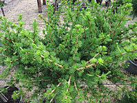 Klicken Sie auf die Vorschau, um das Vollbild zu sehen Larix%20decidua%20Globus%2004.JPG