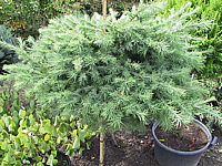 Klicken Sie auf die Vorschau, um das Vollbild zu sehen Larix%20kaempferi%20Blue%20Dwarf.jpg