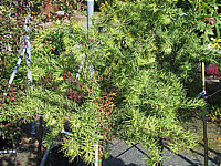 Klicken Sie auf die Vorschau, um das Vollbild zu sehen Larix%20kaempferi%20Diana%20jung%20Ha.JPG