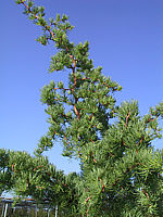 Klicken Sie auf die Vorschau, um das Vollbild zu sehen Larix%20kaempferi%20Diane.JPG