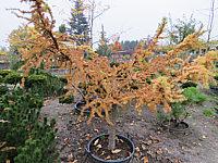 Klicken Sie auf die Vorschau, um das Vollbild zu sehen Larix%20kaempferi%20Little%20Bogle%2002.JPG