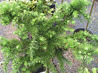 Klicken Sie auf die Vorschau, um das Vollbild zu sehen Larix%20kaempferi%20Little%20Bogle%2003.JPG