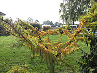 Klicken Sie auf die Vorschau, um das Vollbild zu sehen Larix%20kaempferi%20Little%20Bogle%2004.JPG