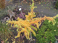 Klicken Sie auf die Vorschau, um das Vollbild zu sehen Larix%20kaempferi%20Little%20Bogle%2006.JPG