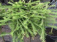 Klicken Sie auf die Vorschau, um das Vollbild zu sehen Larix%20kaempferi%20Stiff%20Weeper%2001.JPG