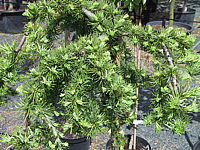 Klicken Sie auf die Vorschau, um das Vollbild zu sehen Larix%20kaempferi%20Stiff%20Weeper%2002.JPG