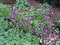 Klicken Sie auf die Vorschau, um das Vollbild zu sehen Lathyrus%20vernus%201.JPG
