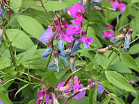 Klicken Sie auf die Vorschau, um das Vollbild zu sehen Lathyrus%20vernus%202.JPG