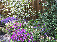 Klicken Sie auf die Vorschau, um das Vollbild zu sehen Lathyrus%20vernus%20Regenbogen.JPG