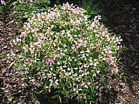 Klicken Sie auf die Vorschau, um das Vollbild zu sehen Lathyrus%20vernus%20Rosea.jpg