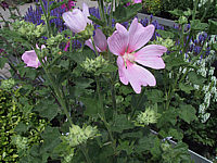 Klicken Sie auf die Vorschau, um das Vollbild zu sehen Lavatera%20thuringiaca%20Barnsley%2001.JPG