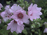 Klicken Sie auf die Vorschau, um das Vollbild zu sehen Lavatera%20thuringiaca%20Barnsley%2002.jpg