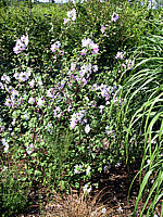 Klicken Sie auf die Vorschau, um das Vollbild zu sehen Lavatera%20thuringiaca%20Barnsley%2003.jpg