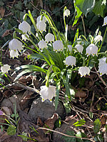 Leucojum%20vernum%2001.heic