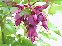 Leycesteria%20formosa%20Purple%20Rain%2001.JPG