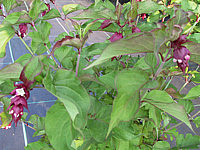 Leycesteria%20formosa%20Purple%20Rain%2003.JPG