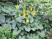 Ligularia%20stenocephala%20The%20Rocket%20Sol%20bluehend.JPG