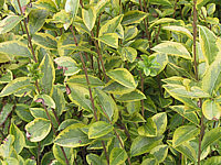 Ligustrum%20ovalifolium%20Aureum%2001.JPG