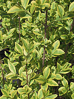 Ligustrum%20ovalifolium%20Aureum%2002.jpg