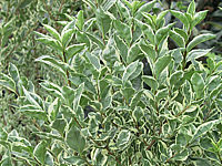 Ligustrum%20ovalifolium%20Variegatum.jpg