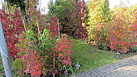 Liquidambar%20Alle%20Sorten%20Herbst%202015.JPG
