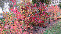 Liquidambar%20styraciflua%20%20ganze%20Beete%20Herbst%2002.JPG