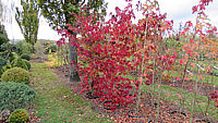 Liquidambar%20styraciflua%20%20ganze%20Beete%20Herbst%2003.JPG