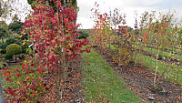 Liquidambar%20styraciflua%20%20ganze%20Beete%20Herbst%2004.JPG