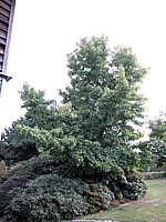 Liquidambar%20styraciflua%20-%206m.JPG